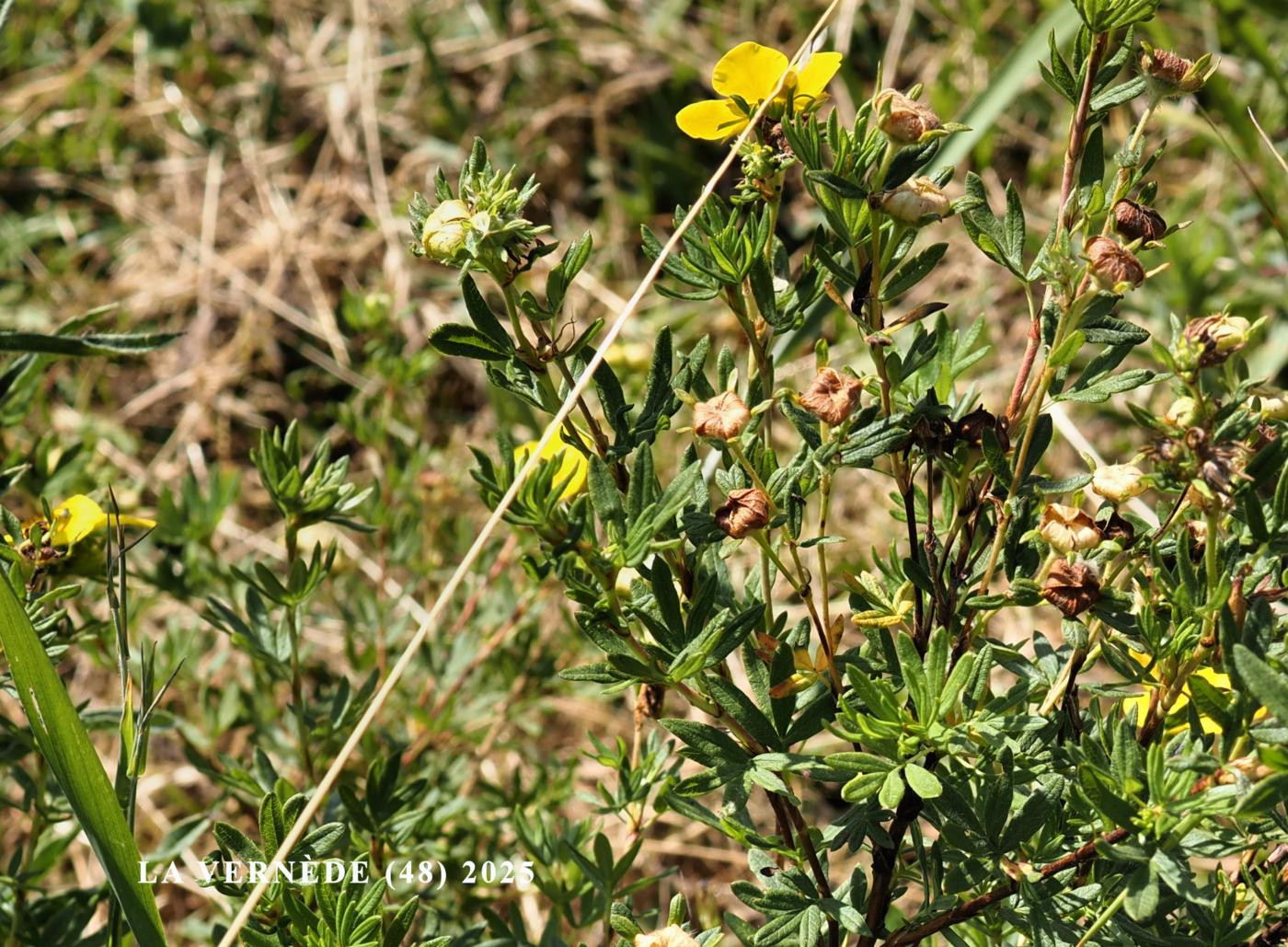 Cinquefoil, Shrubby leaf